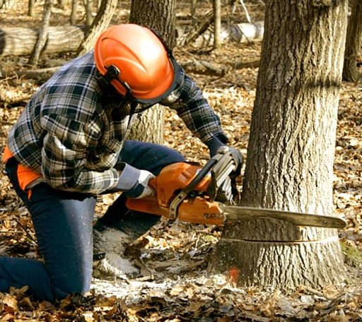 Tree Removal in Saint Vincent, MN